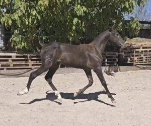 Mare PRE Pure Spanish Bred For sale 2025 Black