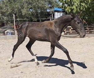 Mare PRE Pure Spanish Bred For sale 2025 Black