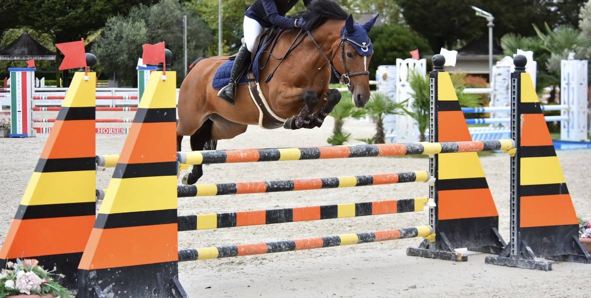 Mare French Saddle Pony For sale 2012 Dark Bay