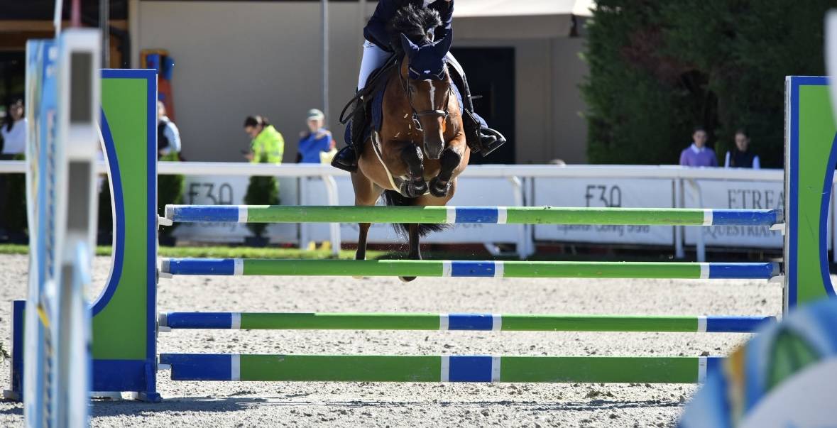 Mare French Saddle Pony For sale 2012 Dark Bay