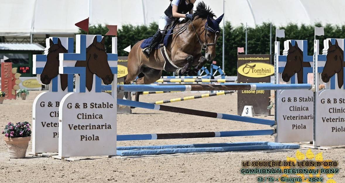 Mare French Saddle Pony For sale 2012 Dark Bay