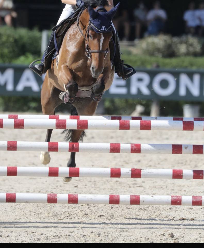 Mare French Saddle Pony For sale 2012 Dark Bay