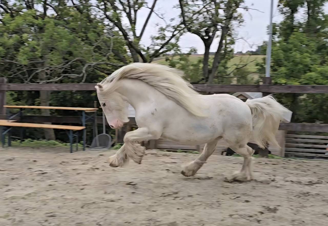Gelding Other Pony Breed For sale 2020 Roan