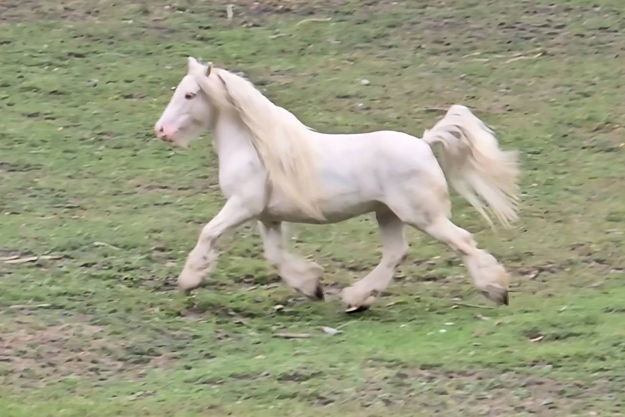 Gelding Other Pony Breed For sale 2020 Roan