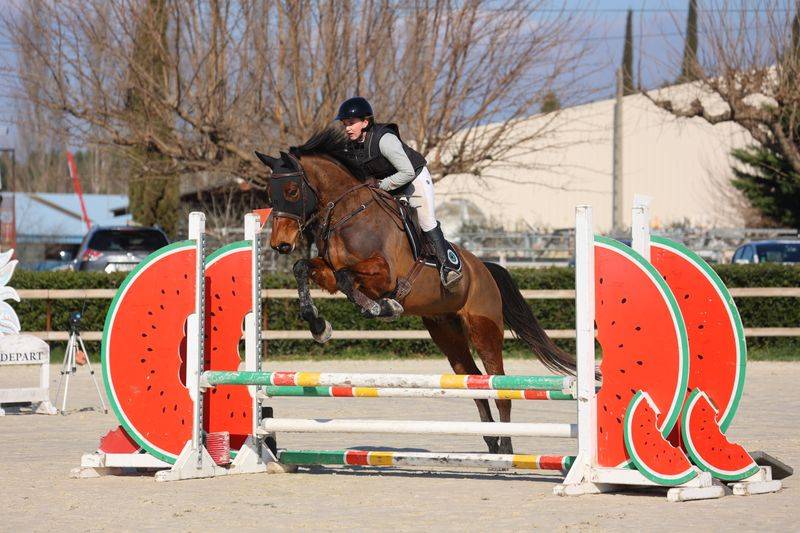 Gelding Selle Français For sale 2019 Bay