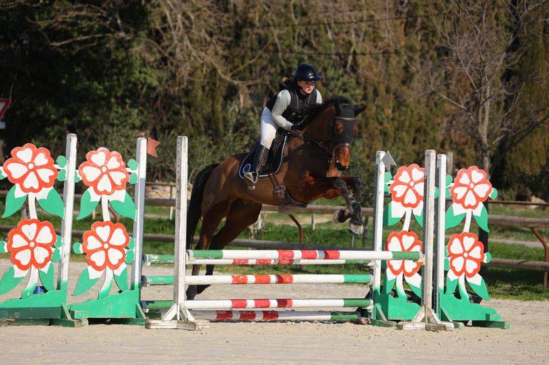 Gelding Selle Français For sale 2019 Bay