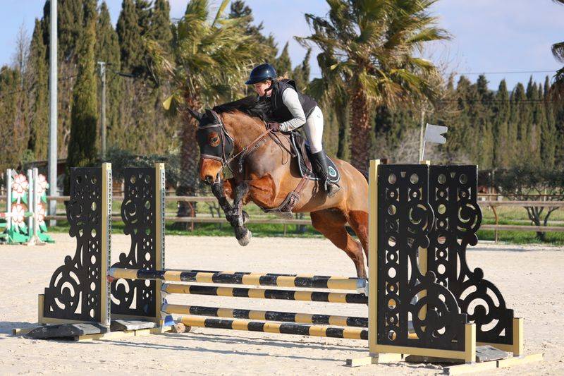 Gelding Selle Français For sale 2019 Bay