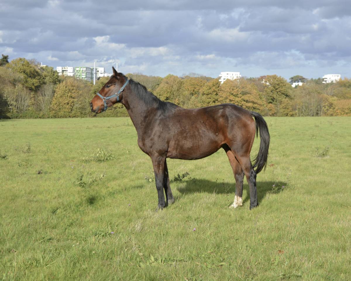 Gelding Selle Français For sale 2021 Bay