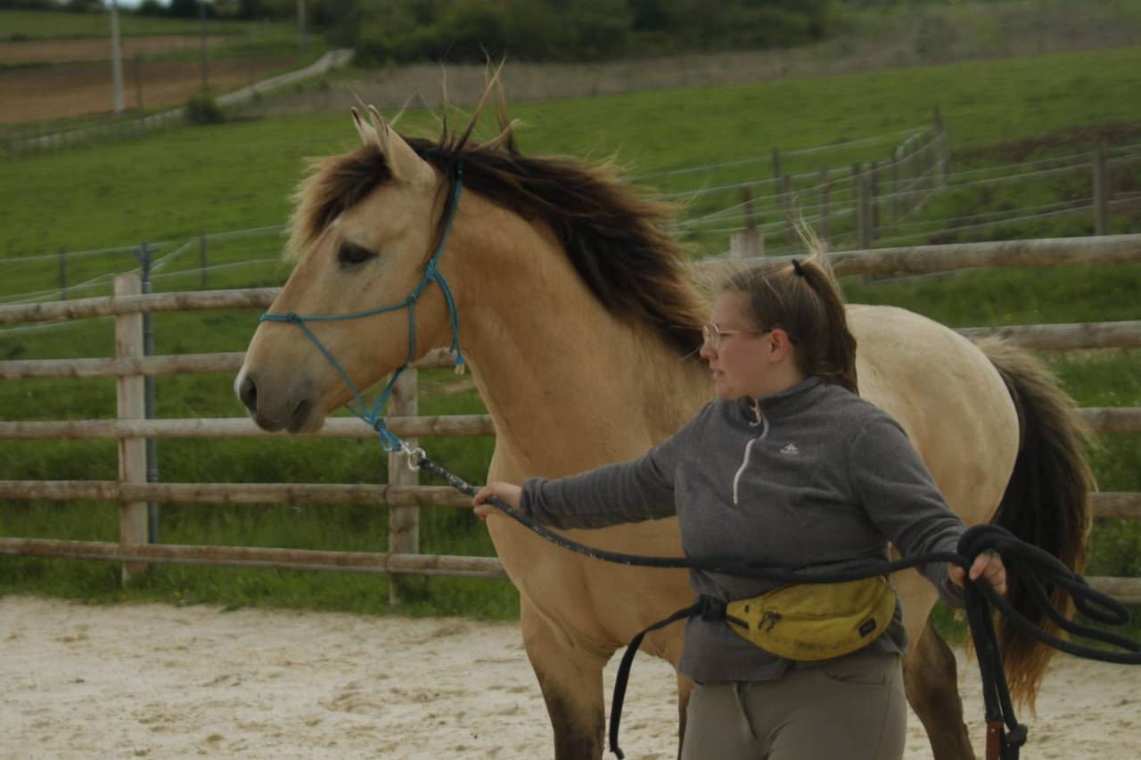 Hondo - Sorraia, Spanish Tarpan 2017