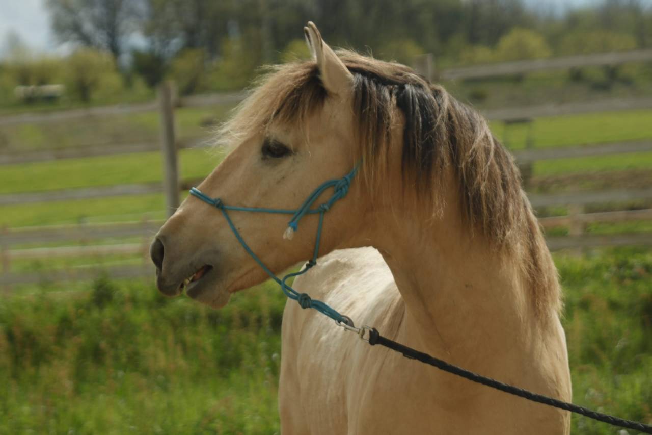 Hondo - Sorraia, Spanish Tarpan 2017