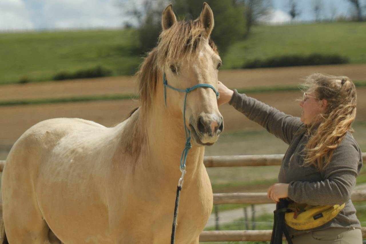 Hondo - Sorraia, Spanish Tarpan 2017