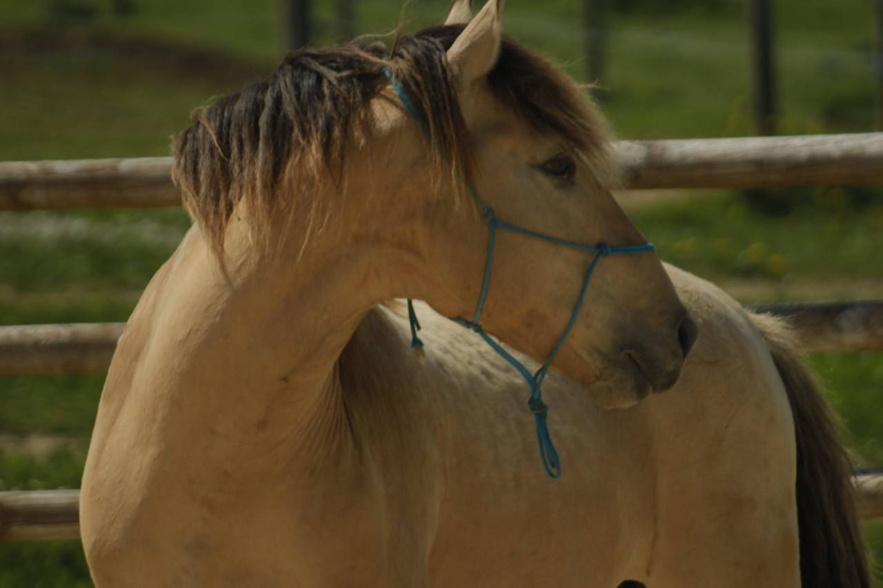 Hondo - Sorraia, Spanish Tarpan 2017