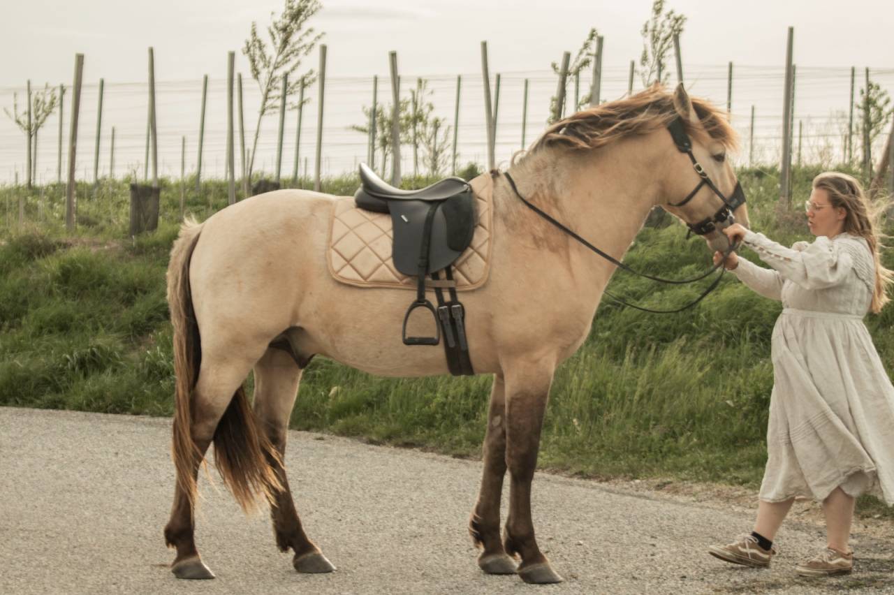 Hondo - Sorraia, Spanish Tarpan 2017