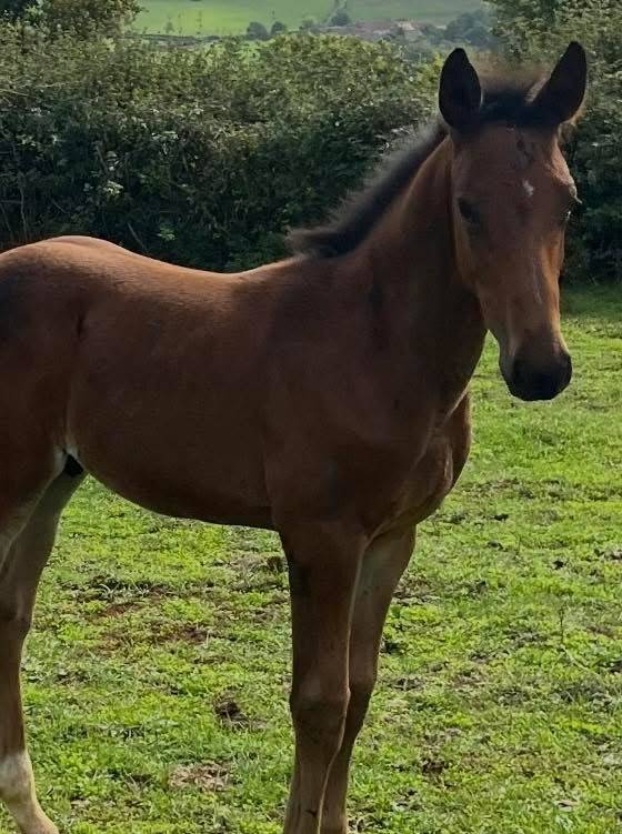 Colt Selle Français For sale 2025 Bay