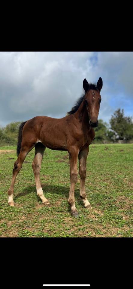 Colt Selle Français For sale 2025 Bay
