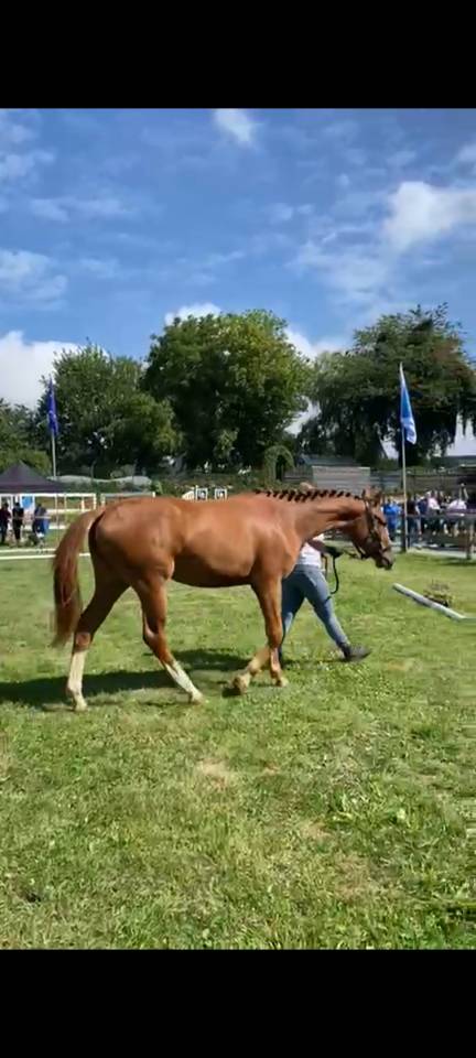 Filly Zangersheide For sale 2023 Chesnut