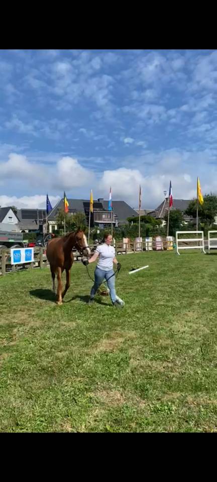 Filly Zangersheide For sale 2023 Chesnut