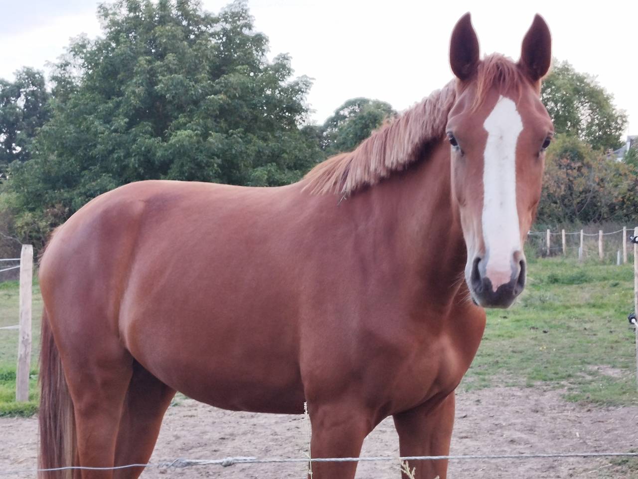 Filly Zangersheide For sale 2023 Chesnut