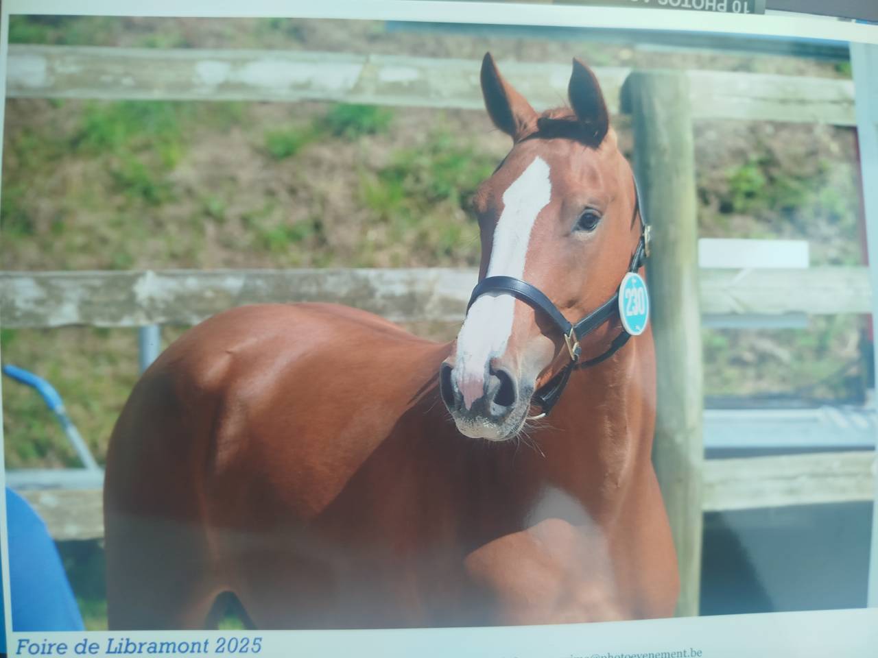 Filly Zangersheide For sale 2023 Chesnut