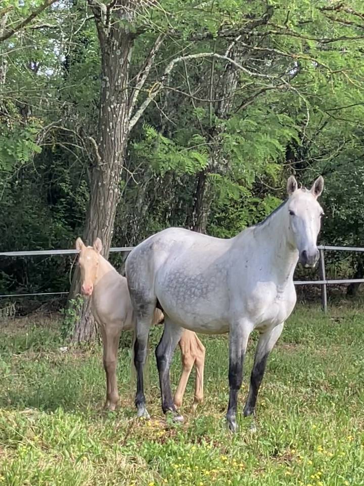 Broodmare Lusitano For sale 2015 Grey