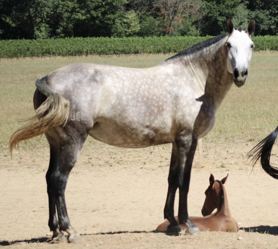 Broodmare Lusitano For sale 2015 Grey