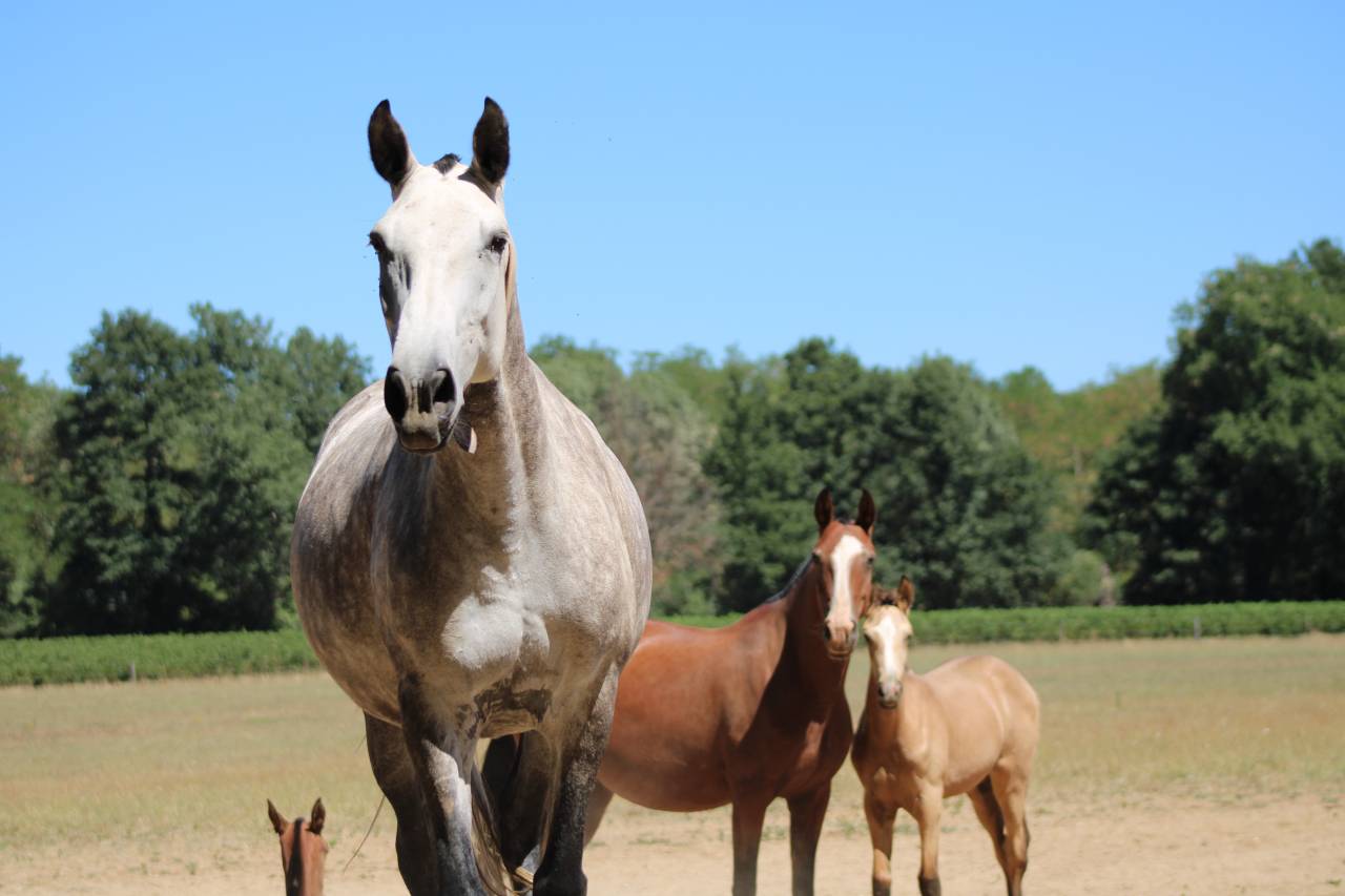Broodmare Lusitano For sale 2015 Grey