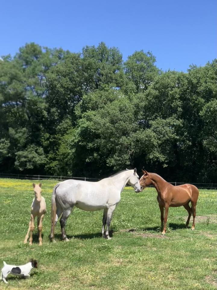 Broodmare Lusitano For sale 2015 Grey