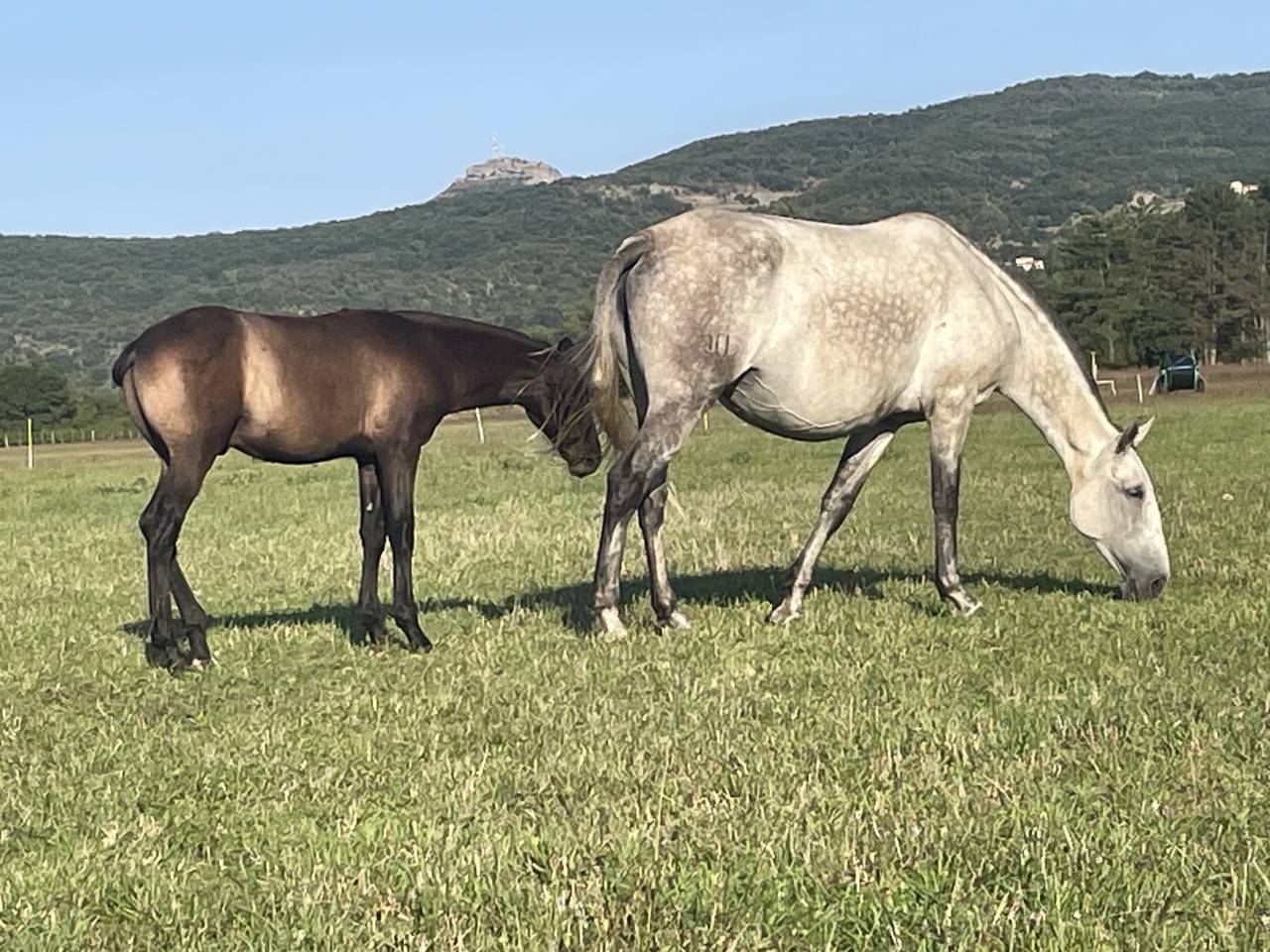 Broodmare Lusitano For sale 2015 Grey