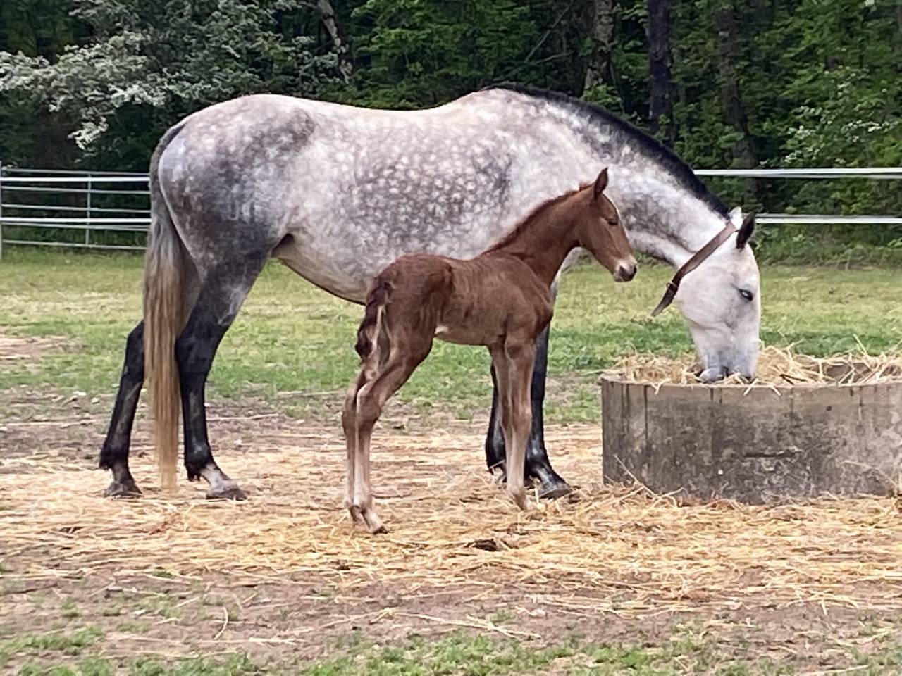 Broodmare Lusitano For sale 2015 Grey