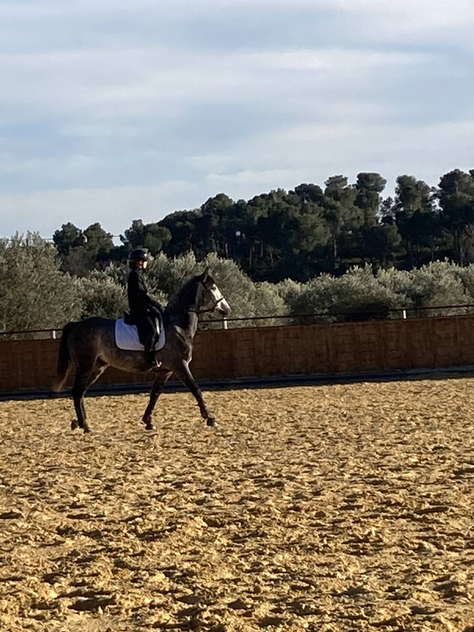Gelding Lusitano For sale 2017 Grey