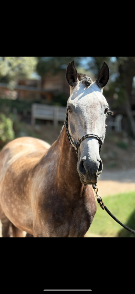 Gelding Lusitano For sale 2017 Grey