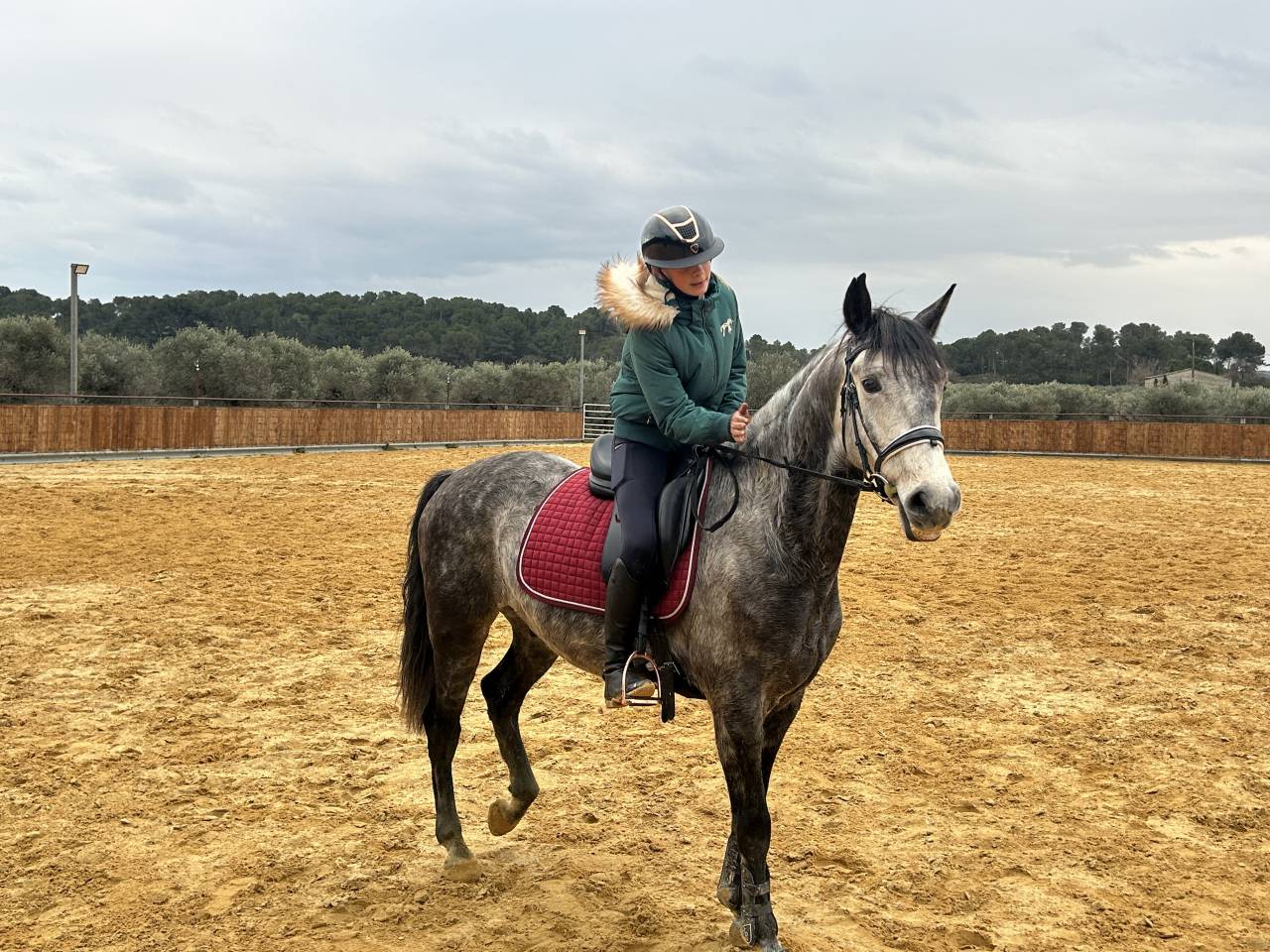 Gelding Lusitano For sale 2017 Grey