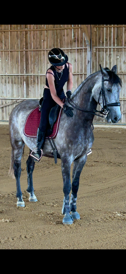 Gelding Lusitano For sale 2017 Grey