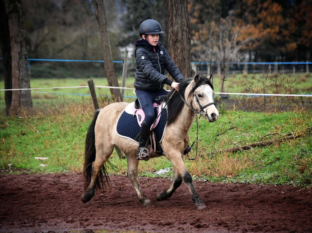 Gelding Welsh Pony (Section A) For sale 2021 Buckskin