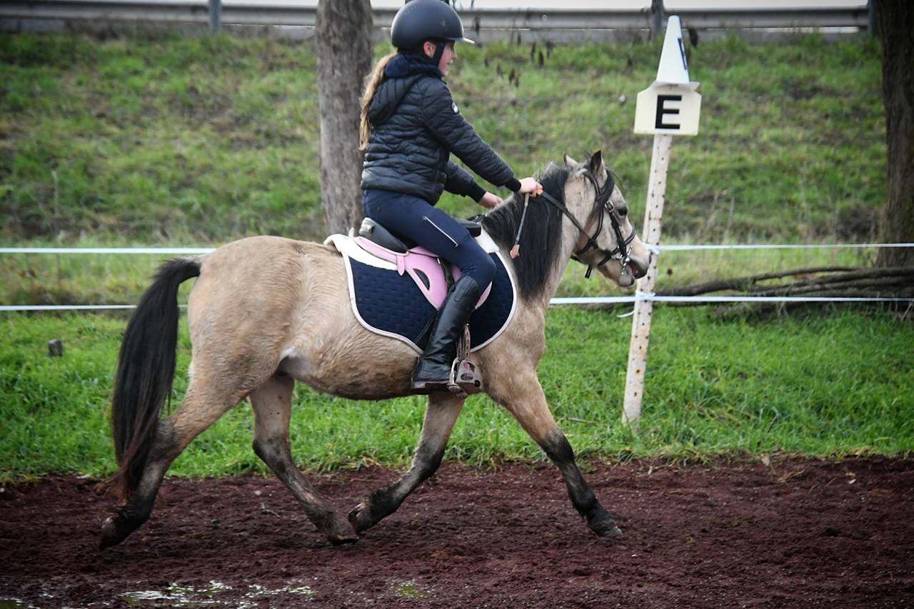 Gelding Welsh Pony (Section A) For sale 2021 Buckskin