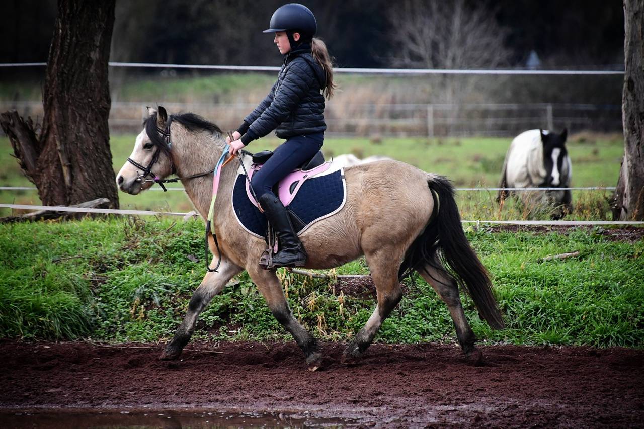 Gelding Welsh Pony (Section A) For sale 2021 Buckskin