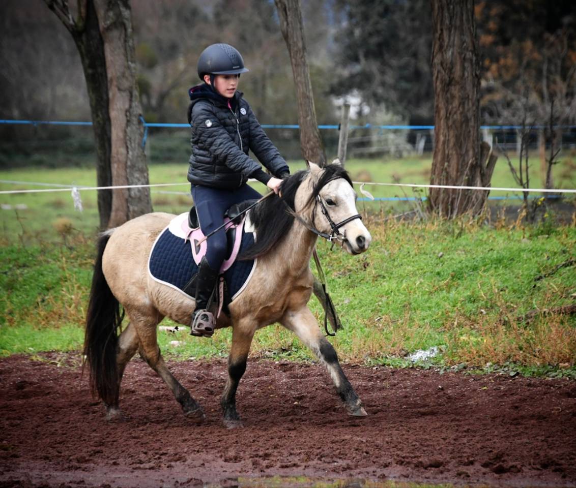 Gelding Welsh Pony (Section A) For sale 2021 Buckskin