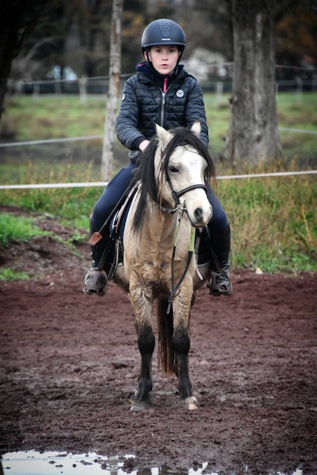 Gelding Welsh Pony (Section A) For sale 2021 Buckskin