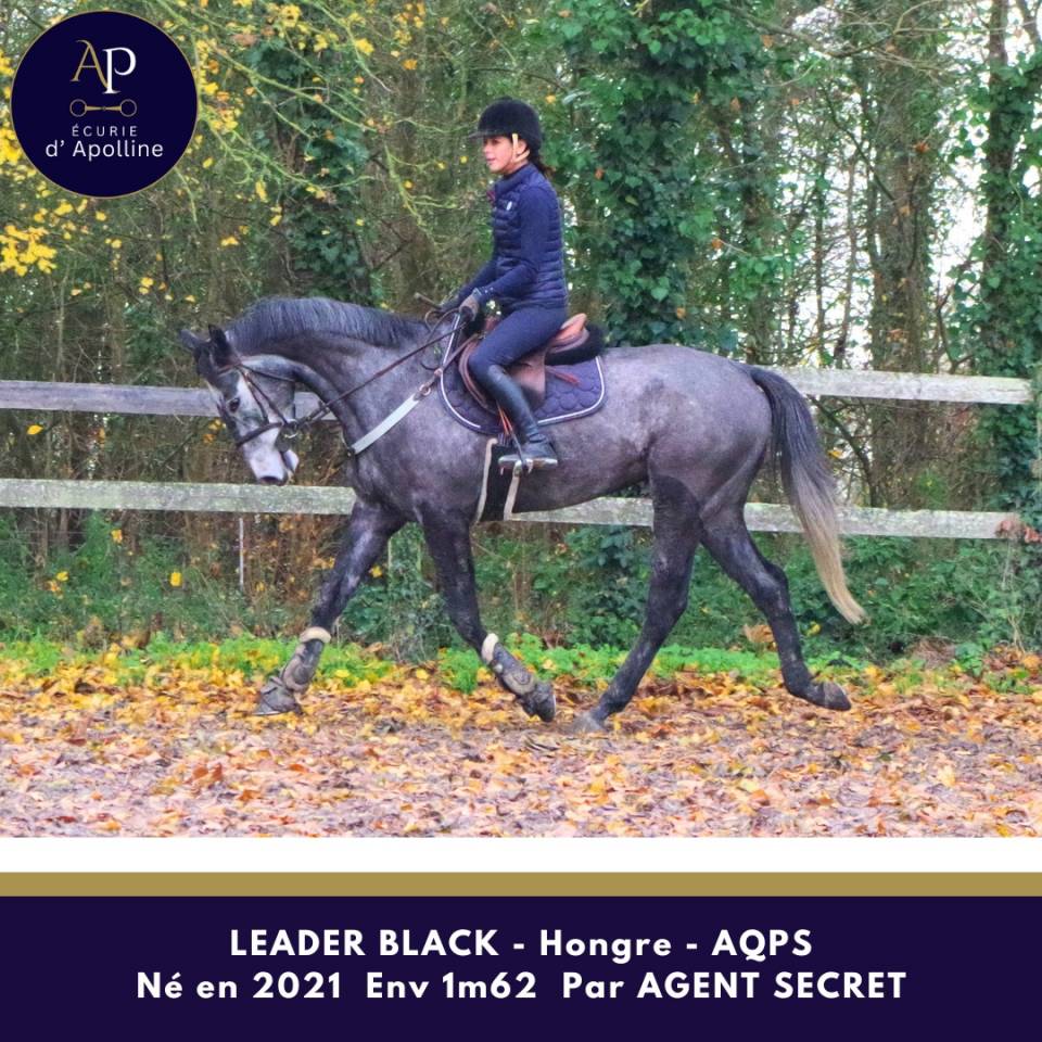 Gelding AQPS For sale 2021 Grey