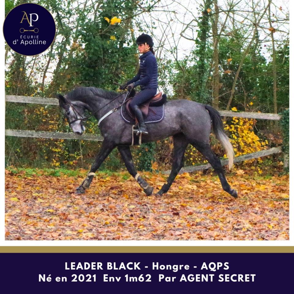 Gelding AQPS For sale 2021 Grey