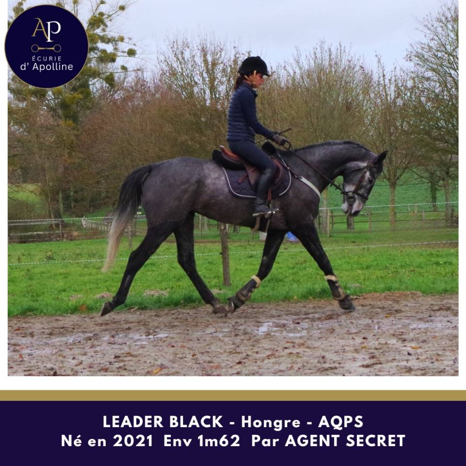 Gelding AQPS For sale 2021 Grey