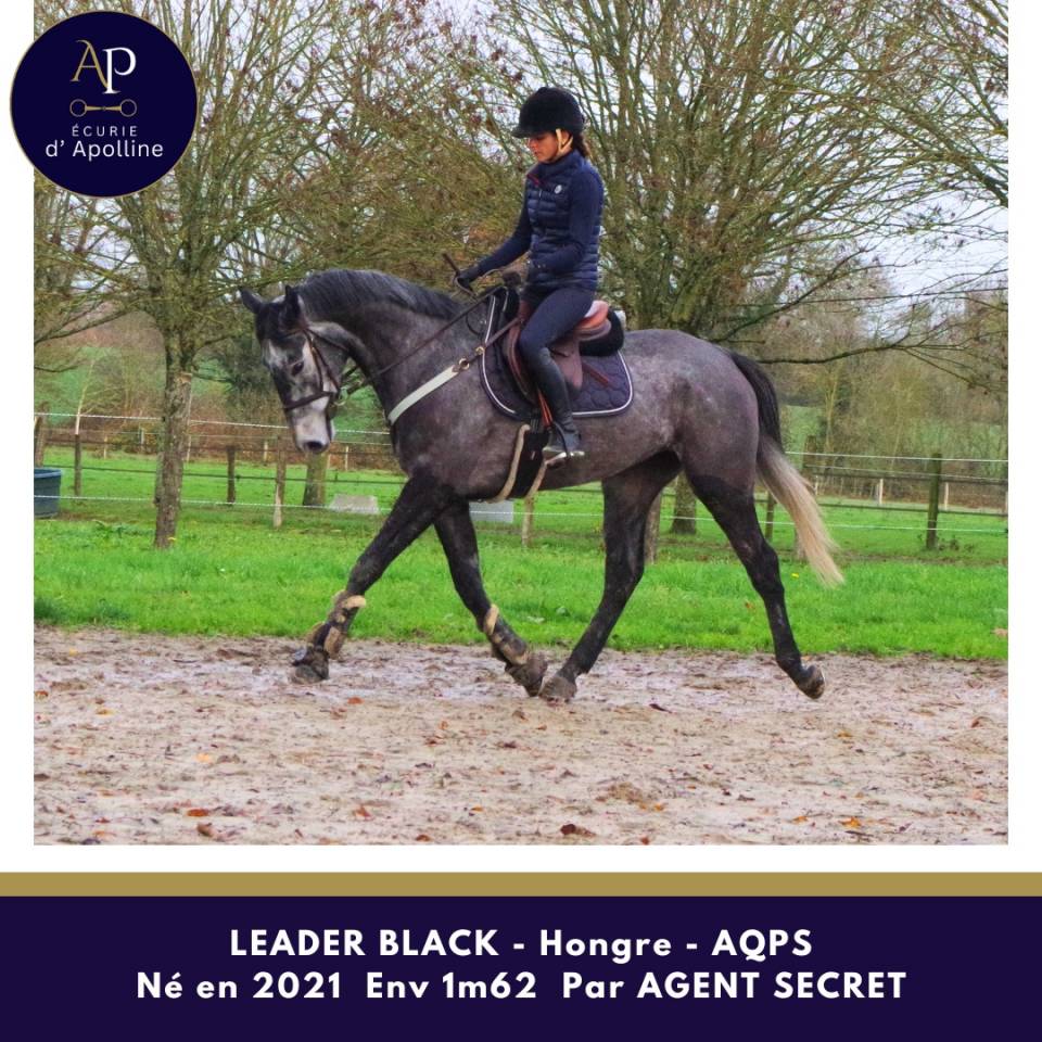 Gelding AQPS For sale 2021 Grey