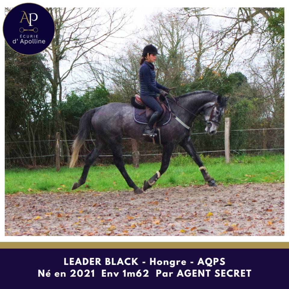 Gelding AQPS For sale 2021 Grey