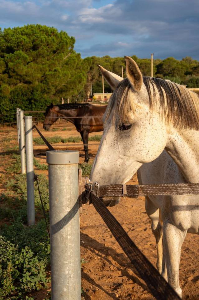 Riding school  Girona