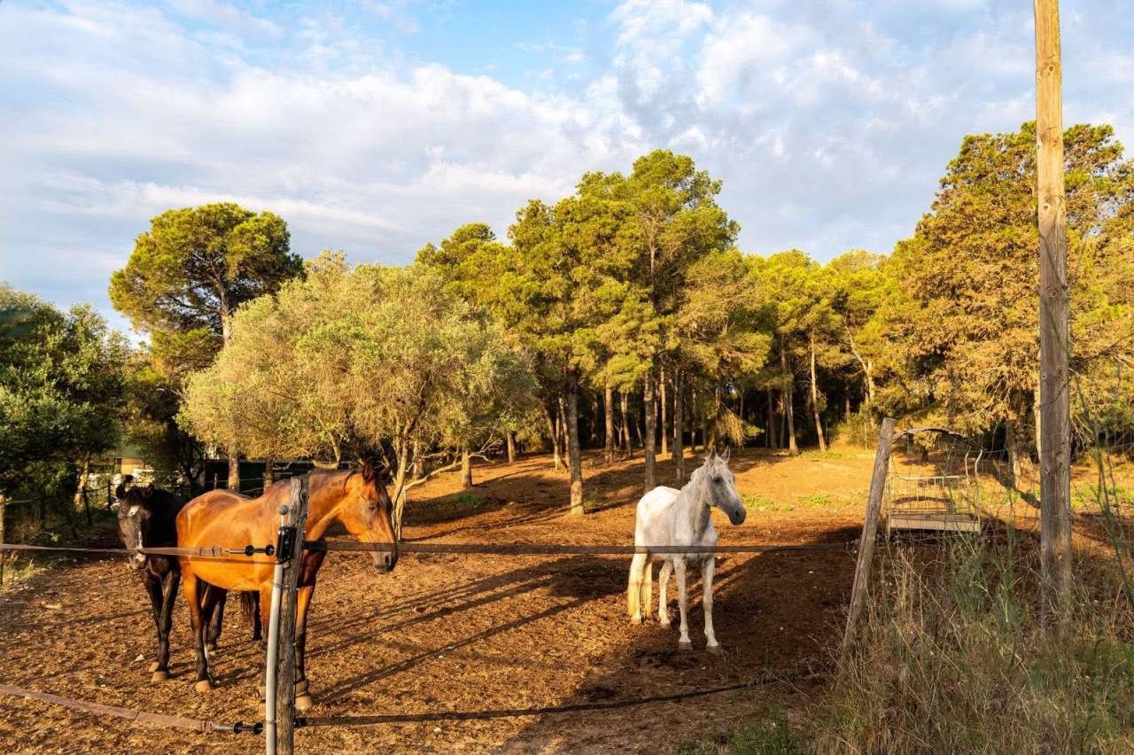 Riding school  Girona