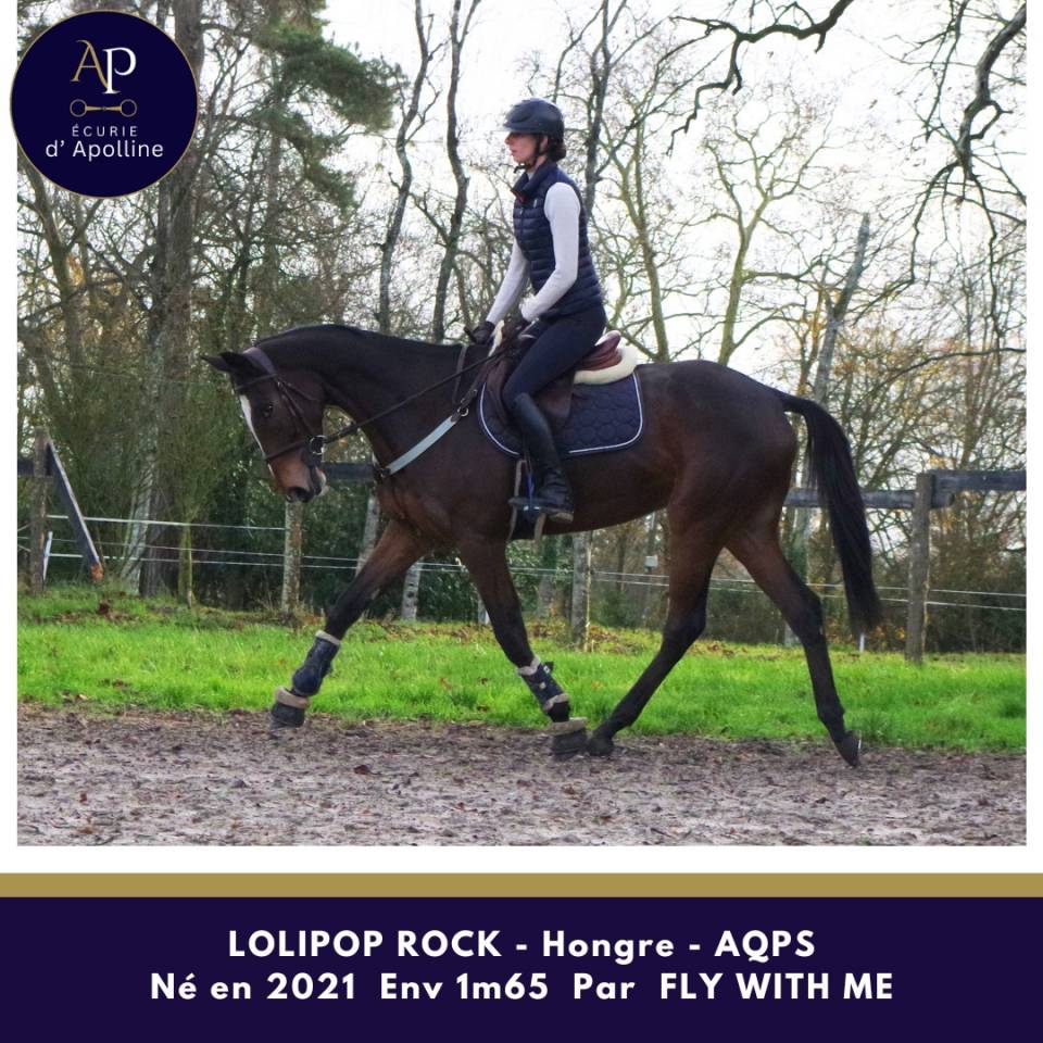 Gelding AQPS For sale 2021 Bay