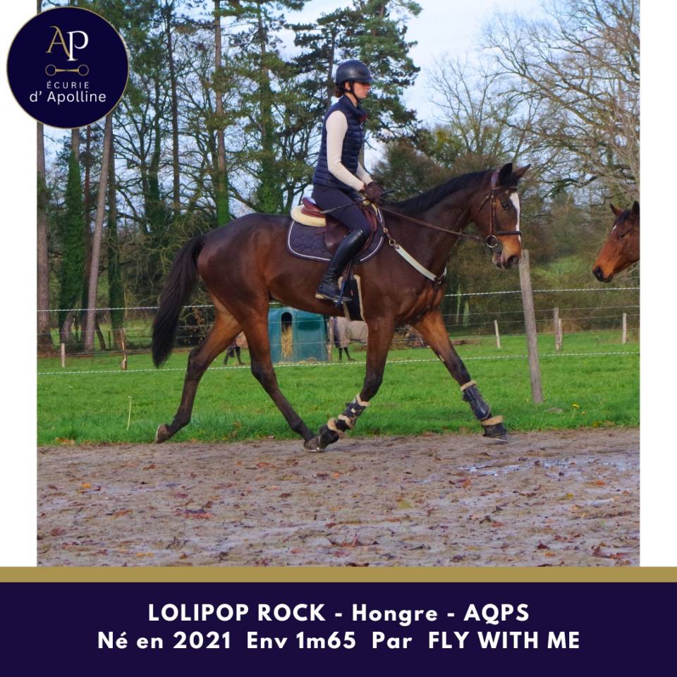 Gelding AQPS For sale 2021 Bay