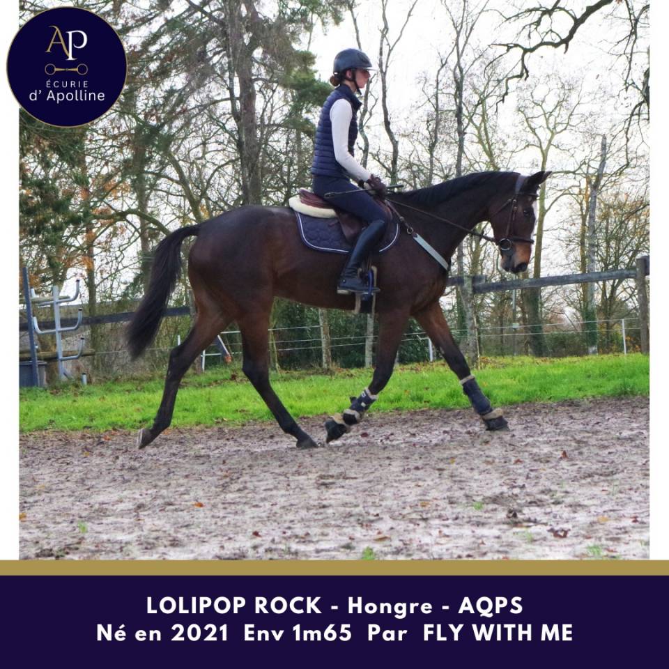 Gelding AQPS For sale 2021 Bay