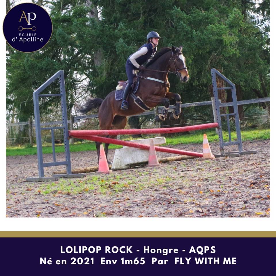 Gelding AQPS For sale 2021 Bay