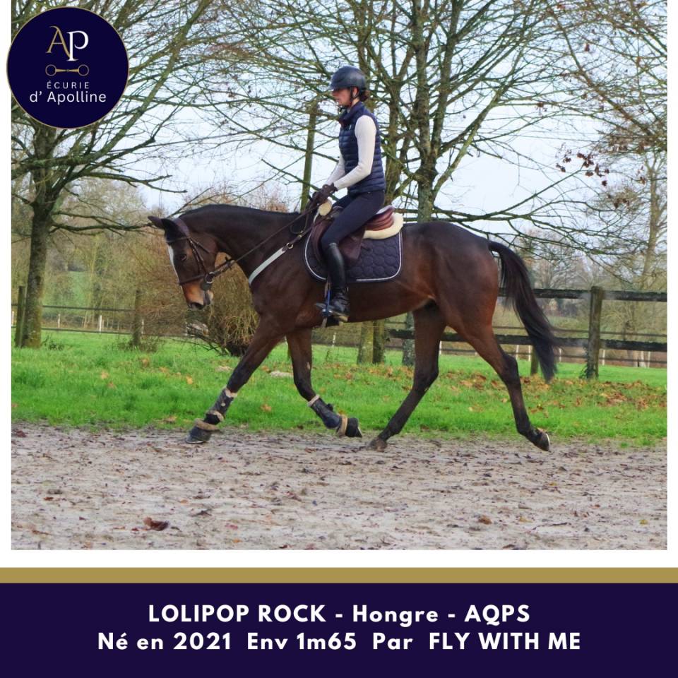 Gelding AQPS For sale 2021 Bay